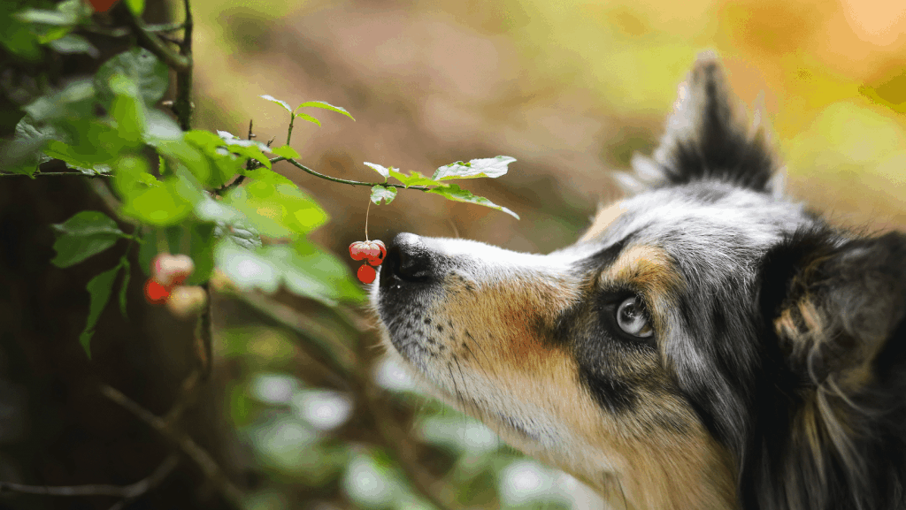 giftige pflanzen für hunde